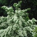 Cornus kousa chinensis